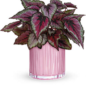 Sparkling Begonia